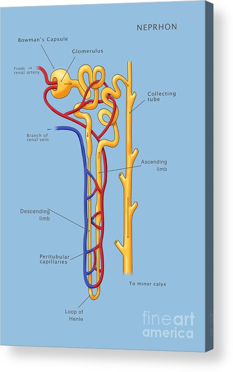 Science Acrylic Print featuring the photograph Nephron Of The Kidney, Illustration #1 by Monica Schroeder