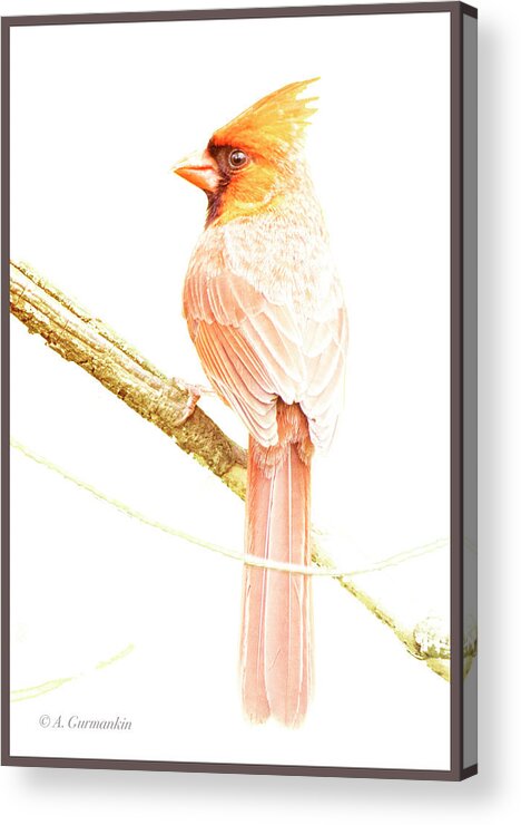Northern Cardinal Acrylic Print featuring the photograph Northern Cardinal, Male in Winter #1 by A Macarthur Gurmankin
