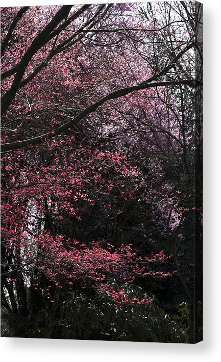 Portland Acrylic Print featuring the photograph Pink Trees #1 by Craig Perry-Ollila
