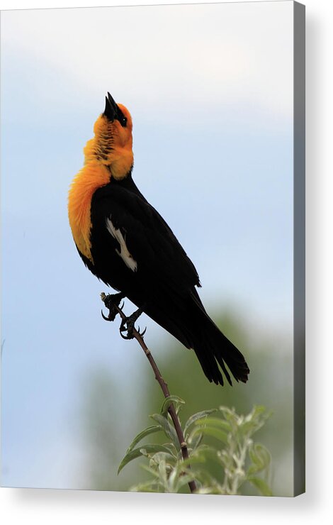 Yellow-headed Blackbird Acrylic Print featuring the photograph Standing Tall #2 by Shane Bechler