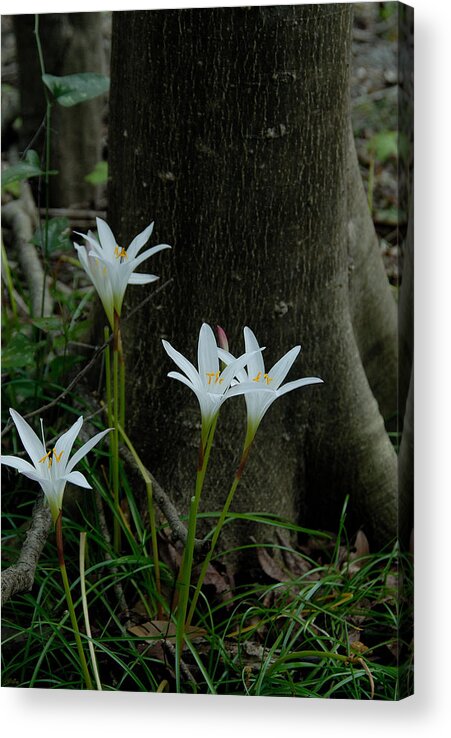 Lily Acrylic Print featuring the photograph Swamp lilies #1 by David Campione