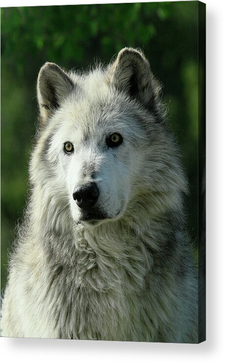 Grey Wolf Acrylic Print featuring the photograph Watchful Eyes #1 by Steve McKinzie