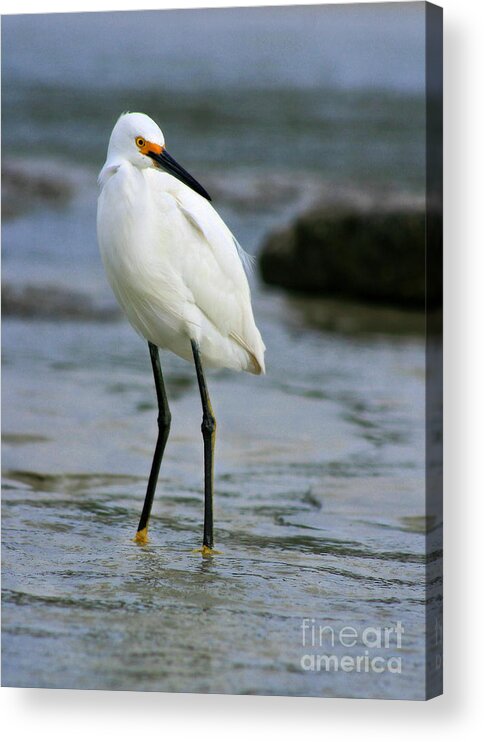  Acrylic Print featuring the photograph Egret #16 by Angela Rath