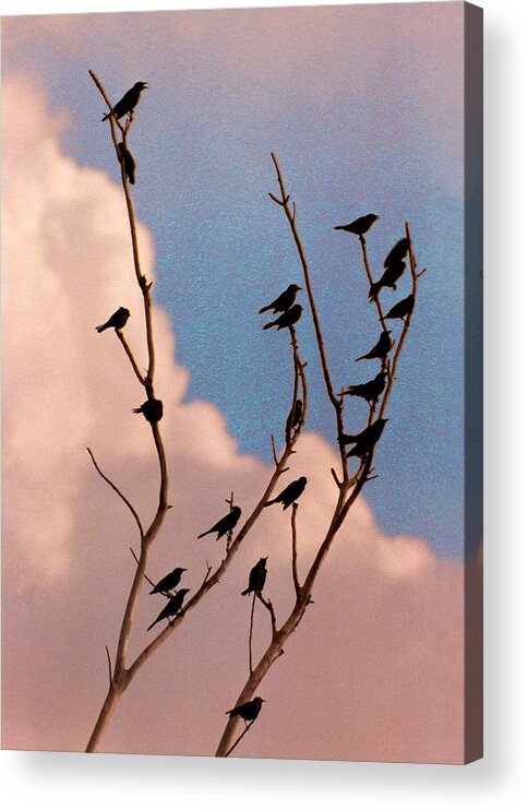Birds Acrylic Print featuring the photograph 19 Blackbirds by Steve Karol