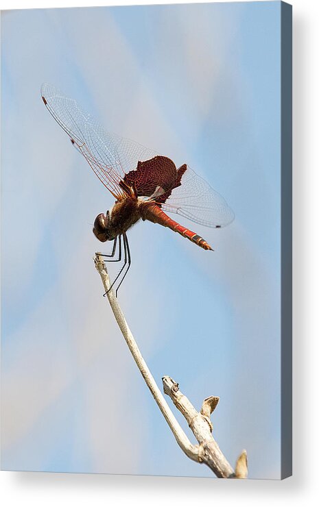 Dragonfly Acrylic Print featuring the photograph Dragonfly #2 by Gouzel -