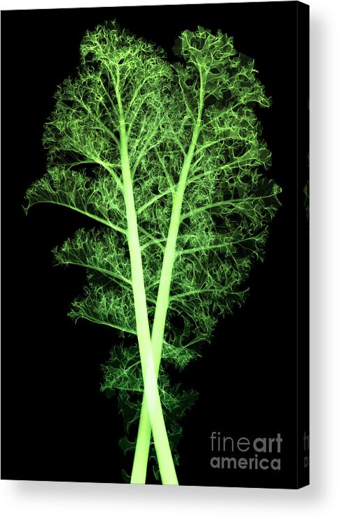 Science Acrylic Print featuring the photograph Kale, Brassica Oleracea, X-ray #2 by Ted Kinsman