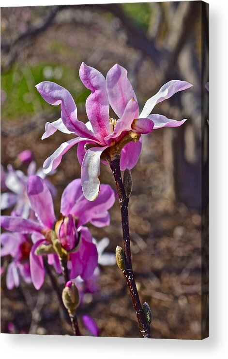 Magnolia Acrylic Print featuring the photograph 2016 Early Spring Loebner Magnolias 3 by Janis Senungetuk