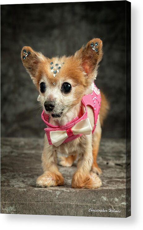 Gizmo Acrylic Print featuring the photograph 20170804_ceh1147 by Christopher Holmes