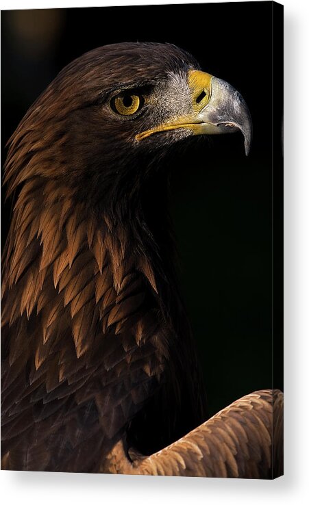 European Golden Eagle Acrylic Print featuring the photograph European Golden Eagle #3 by JT Lewis