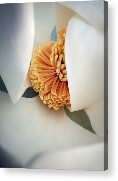 Magnolia Acrylic Print featuring the photograph Magnolia Blossom by Farol Tomson