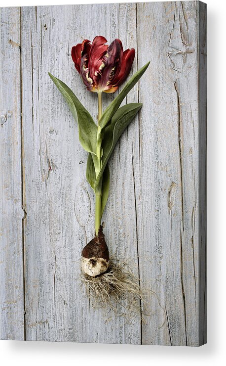 Tulip Acrylic Print featuring the photograph Tulip #4 by Nailia Schwarz