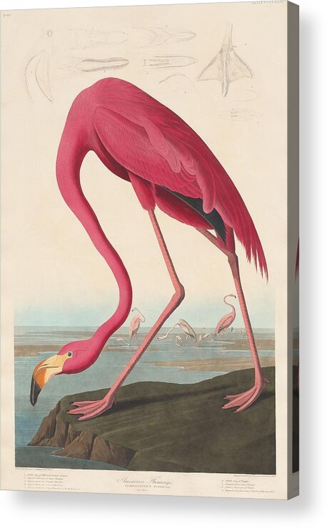 #faatoppicks Acrylic Print featuring the drawing American Flamingo #5 by Dreyer Wildlife Print Collections 
