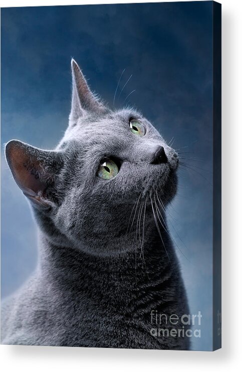 Russian Acrylic Print featuring the photograph Russian Blue Cat by Nailia Schwarz