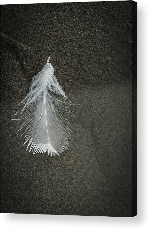 Feather Acrylic Print featuring the photograph A Feather at the Edge of the Water by Robert Potts