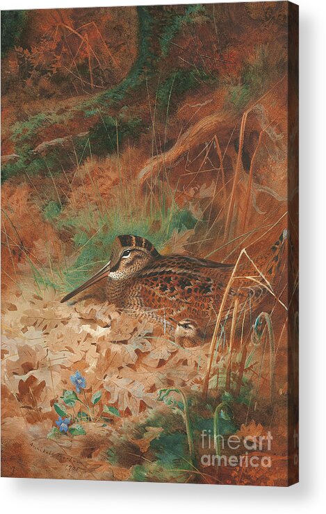 Woodcock Acrylic Print featuring the painting A Woodcock and Chick in Undergrowth by Archibald Thorburn