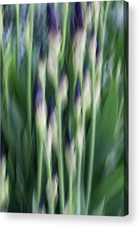 Iris Acrylic Print featuring the photograph About To Bloom by Deborah Hughes