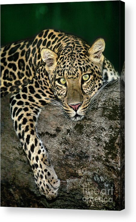 Dave Welling Acrylic Print featuring the photograph African Leopard Panthera Pardus Wildlife Rescue by Dave Welling