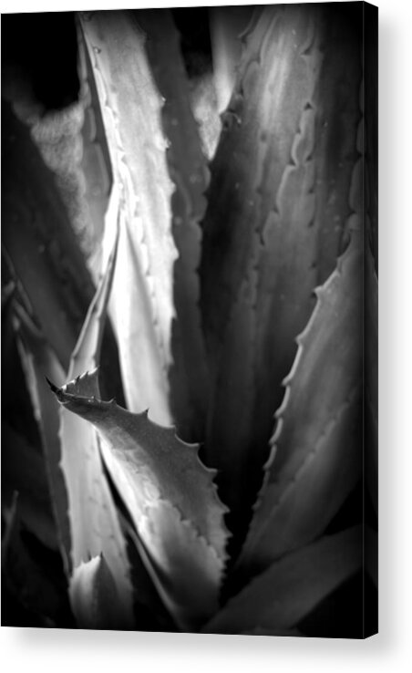 Plant Acrylic Print featuring the photograph Agave Foliage by Nathan Abbott