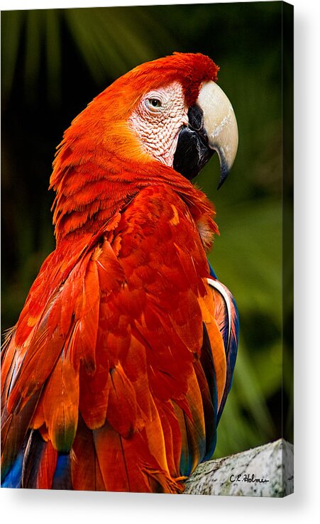 Bird Acrylic Print featuring the photograph Aloof In Red by Christopher Holmes