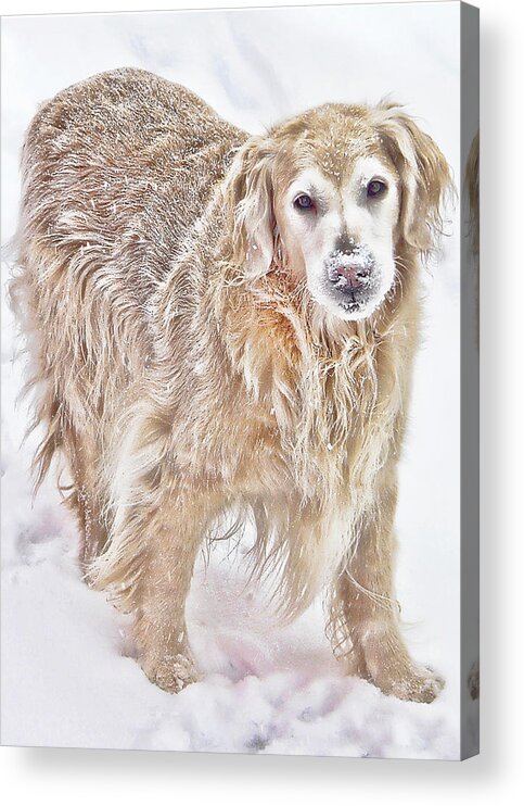 Pets Acrylic Print featuring the photograph Always by Rhonda McDougall