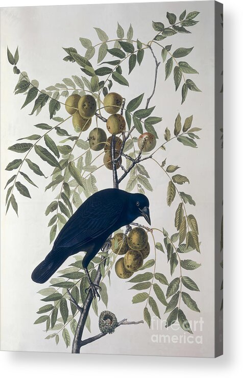 American Crow Acrylic Print featuring the drawing American Crow by John James Audubon