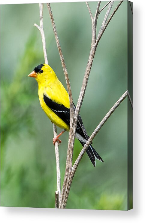 American Goldfinch Acrylic Print featuring the photograph American Goldfinch  by Holden The Moment