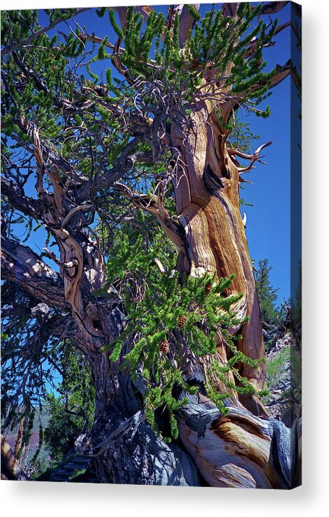 Bristlecone Pine Acrylic Print featuring the photograph Ancient Bristlecone Pine Tree Composition 3, Inyo National Forest, White Mountains, California by Kathy Anselmo