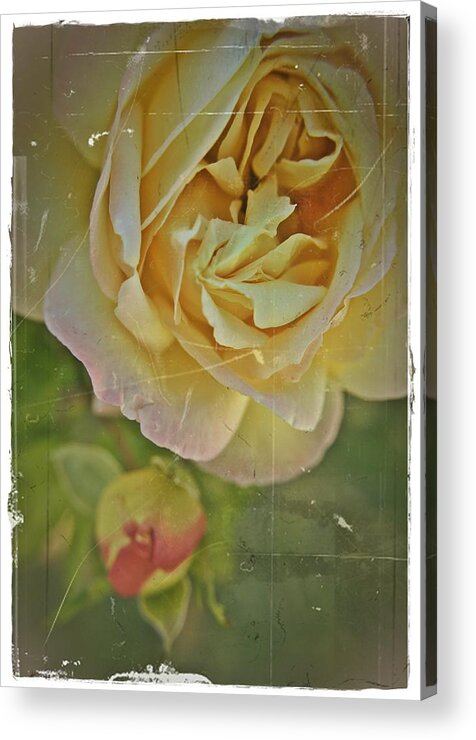 Rose Acrylic Print featuring the photograph Antique Roses by Theresa Higby
