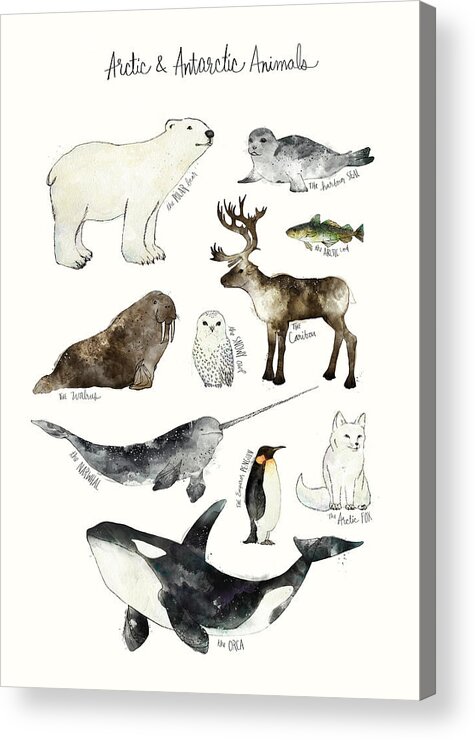Chart Acrylic Print featuring the painting Arctic and Antarctic Animals by Amy Hamilton