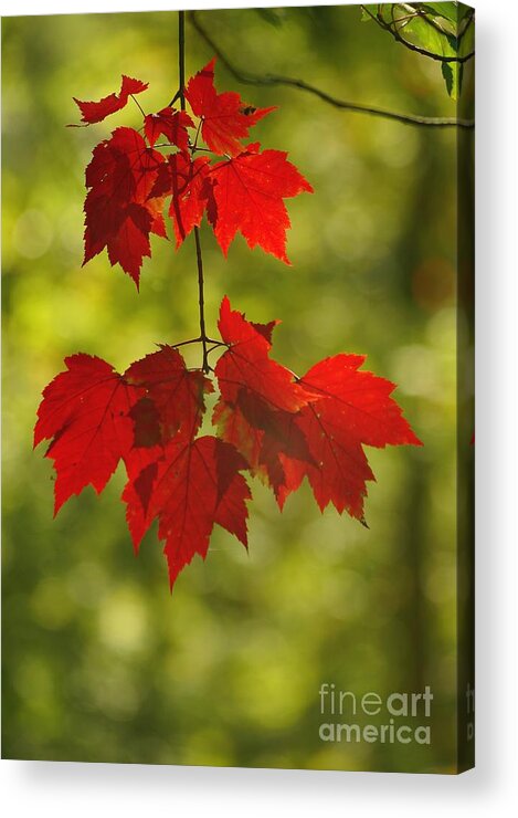 Red Acrylic Print featuring the photograph As Red as they can Be by Aimelle Ml