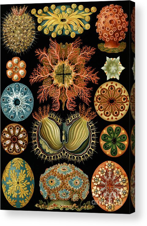 Haeckel Acrylic Print featuring the painting Ascidiae by Ernst Haeckel