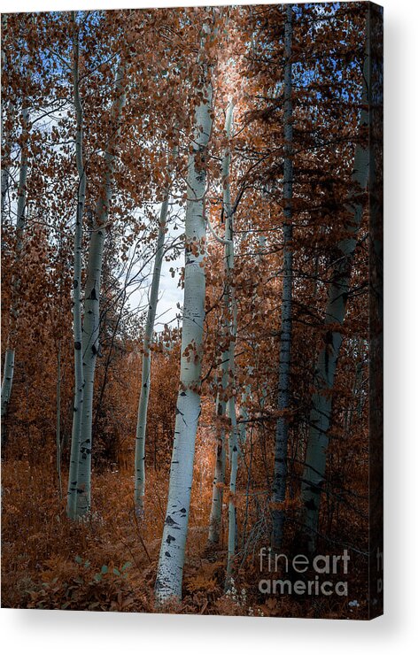 Aspen Acrylic Print featuring the photograph Aspen Trees Ryan Park Wyoming by Blake Webster