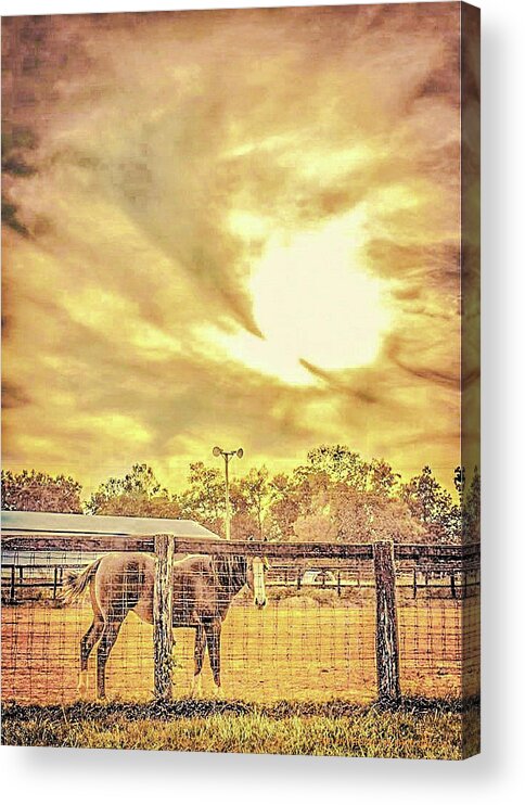 Horse Acrylic Print featuring the photograph Auction Day by Chad Fuller