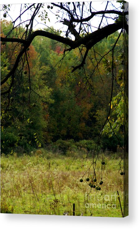Autumn Acrylic Print featuring the photograph Autumn - 3 by Linda Shafer