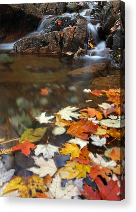 Autumn Acrylic Print featuring the photograph Autumn Cascade by Juergen Roth