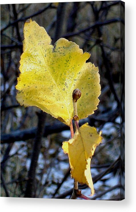 Leaves Acrylic Print featuring the photograph Autumn Flame by Marilynne Bull