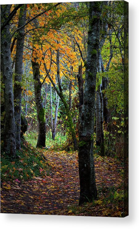 Autumn Trail Acrylic Print featuring the photograph Autumn Trail by Randy Hall