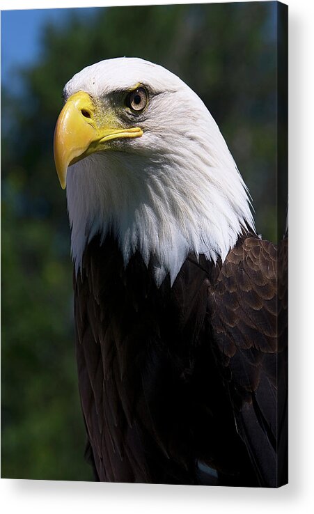 Skyhunter Acrylic Print featuring the photograph Bald Eagle by JT Lewis