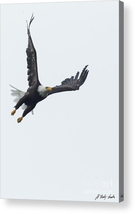 Eagle Acrylic Print featuring the photograph Bald Eagle-Signed-#1062 by J L Woody Wooden