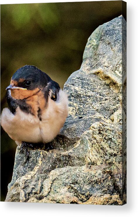 Tree Swallow Acrylic Print featuring the photograph Tree Swallow by Jim Gillen