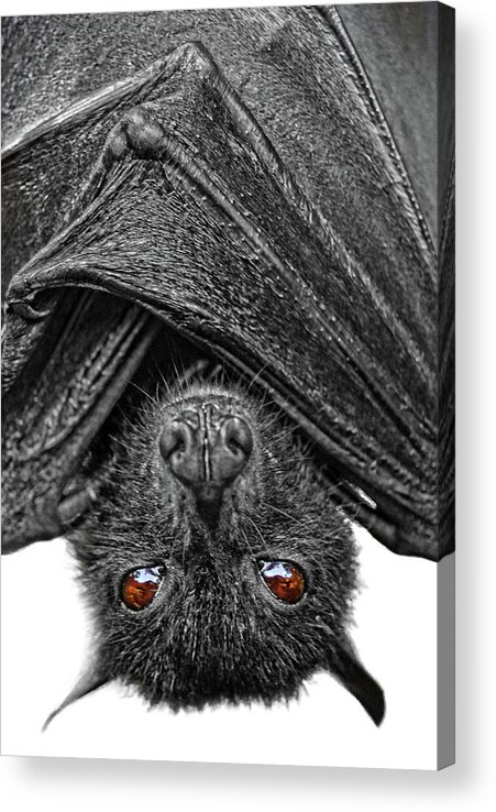 Bat Acrylic Print featuring the photograph Be Afraid by Yhun Suarez