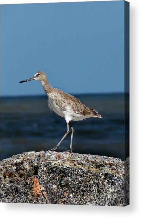  Acrylic Print featuring the photograph Beach Bird by Skip Willits