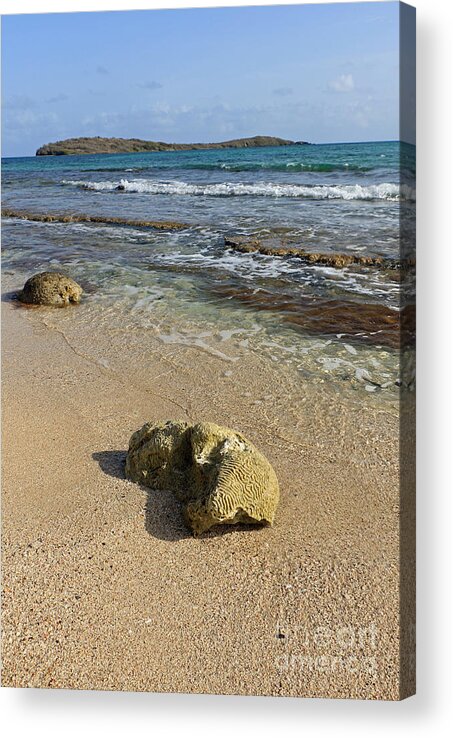 Tropical Acrylic Print featuring the photograph Beached Coral by Mary Haber