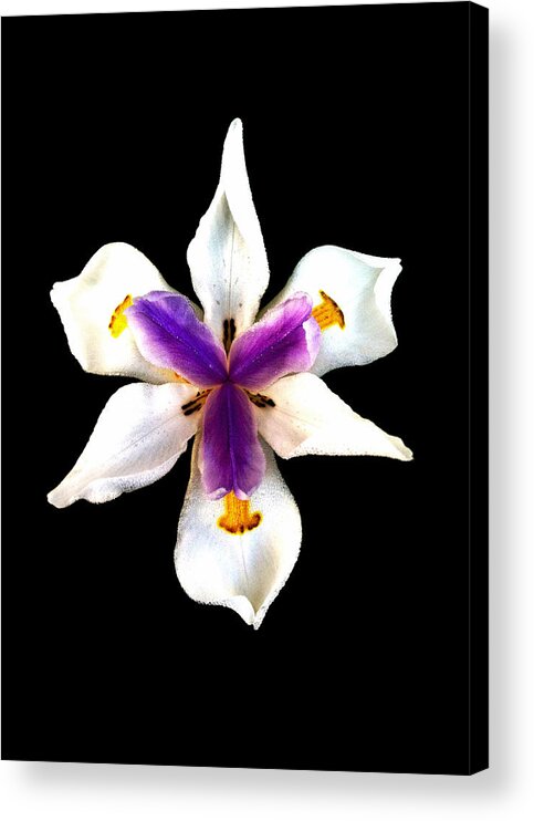 Macro Acrylic Print featuring the photograph Beauty in the Darkness by Nathan Little