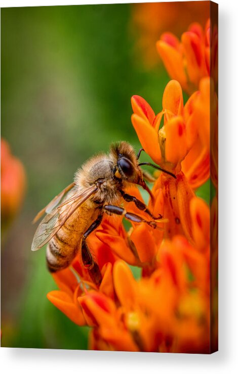 Bee On The Flower Acrylic Print featuring the photograph Bee on orange flower by Lilia S