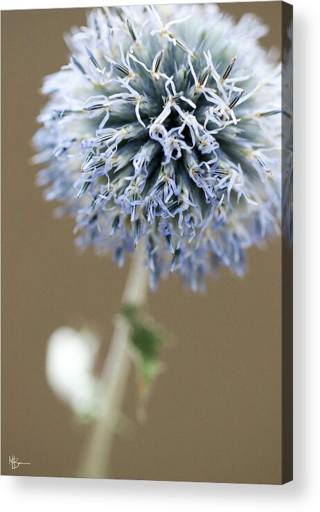 Flower Acrylic Print featuring the photograph Bewildered by Mary Anne Delgado