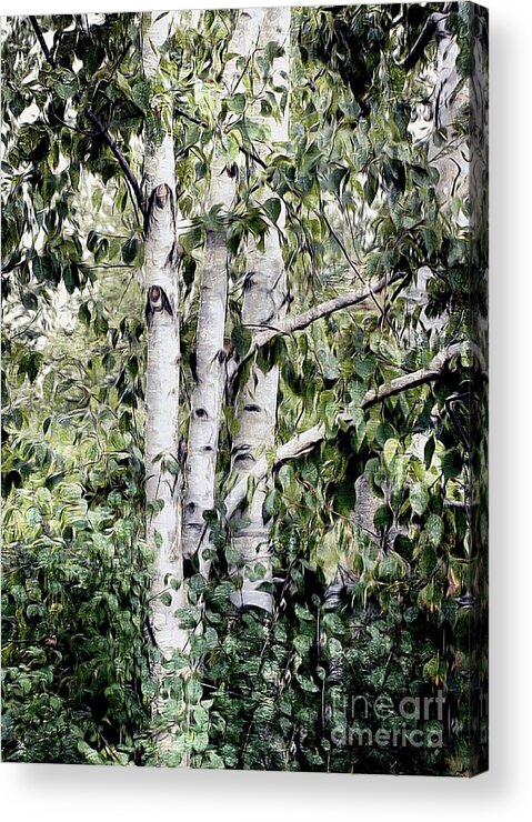 Nature Acrylic Print featuring the painting Birch Trees by Elaine Manley