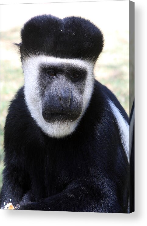 Colobus Monkey Acrylic Print featuring the photograph Black And White Colobus Monkey by Aidan Moran