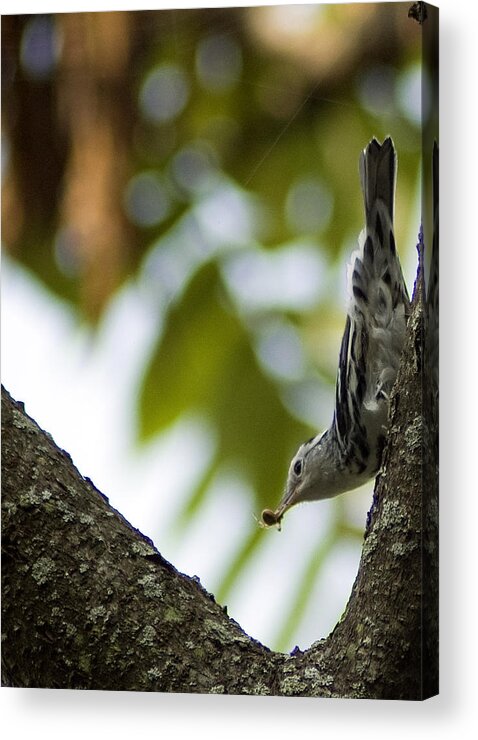 Birds Acrylic Print featuring the photograph Black and white warbler by Wade Clark