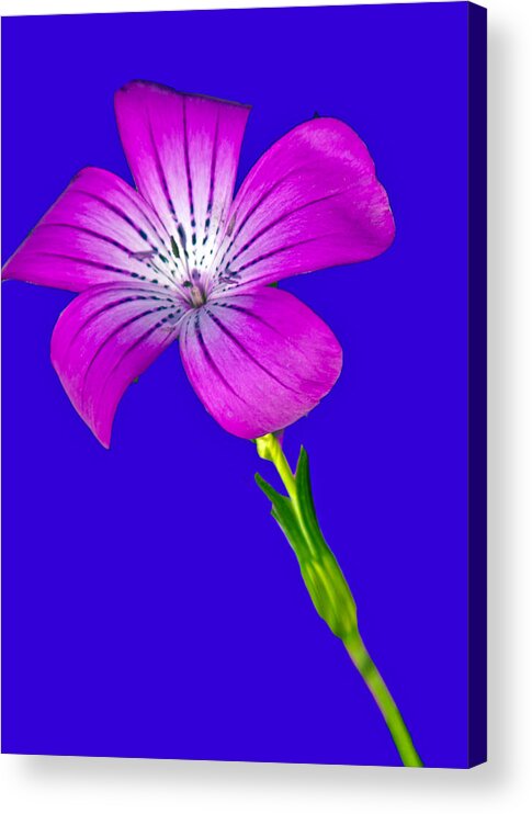Flower Acrylic Print featuring the photograph Blasting Flower by Matthew Bamberg